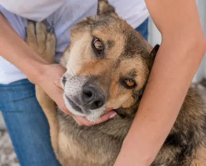 Centro de Bienestar Animal: ¿Qué se necesita para adoptar un perrito en situación de calle?