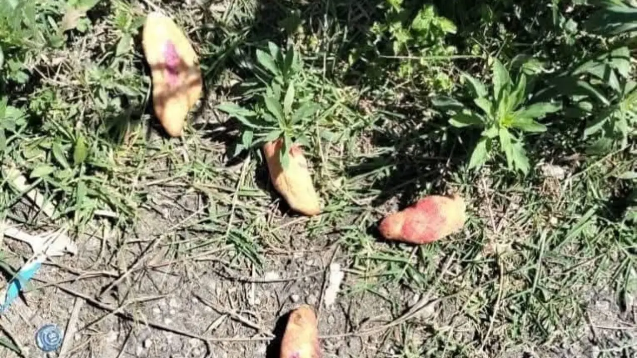 Mueren tres menores por ingerir veneno puesto en las calles de su comunidad. Foto Lizeth Coello