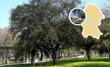 ¿Cuáles son las principales características del Encino Siempre Verde, el árbol nativo de Coahuila?