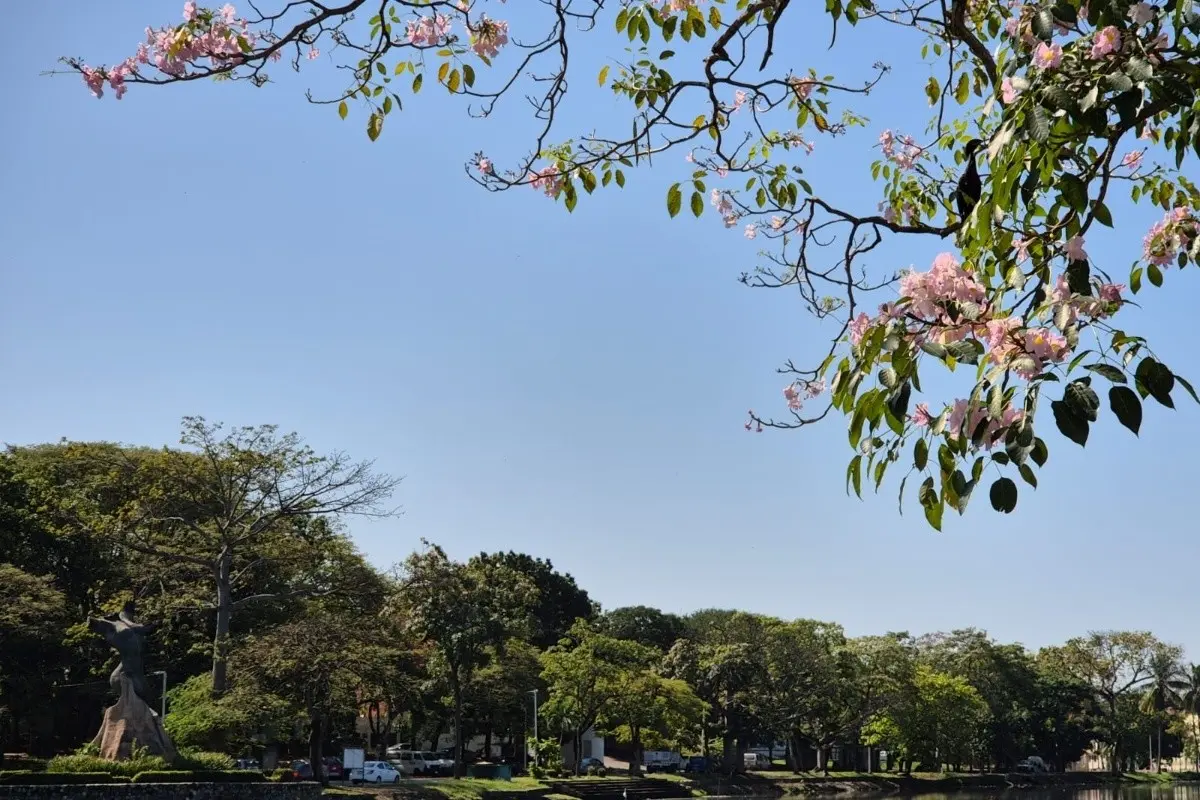 Paisaje en Villahermosa, Tabasco Foto: Armando de la Rosa