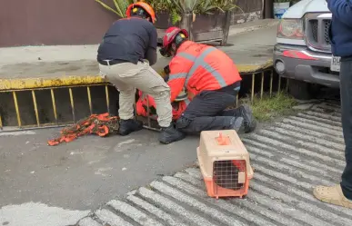 VIDEO l Rescata PC Guadalupe a gatito atrapado en una alcantarilla