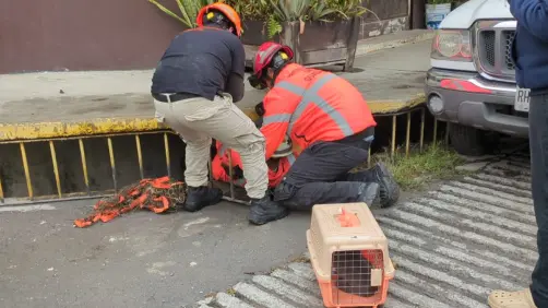 VIDEO l Rescata PC Guadalupe a gatito atrapado en una alcantarilla