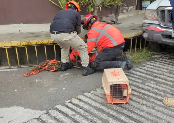 VIDEO l Rescata PC Guadalupe a gatito atrapado en una alcantarilla