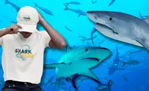 ¿Sabías que puedes adoptar un tiburón? ¡Hasta podrás seguir su camino en el océano!