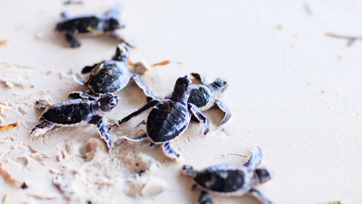 Puedes guiar las tortugas al mar. Foto: Canva.