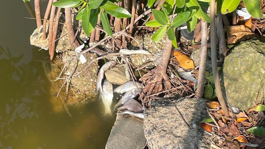 Mortandad de peces sobre la Laguna del Carpintero de Tampico