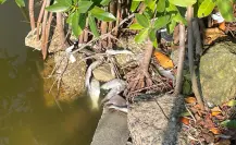 Mortandad de peces sobre la Laguna del Carpintero de Tampico