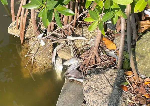 Mortandad de peces sobre la Laguna del Carpintero de Tampico