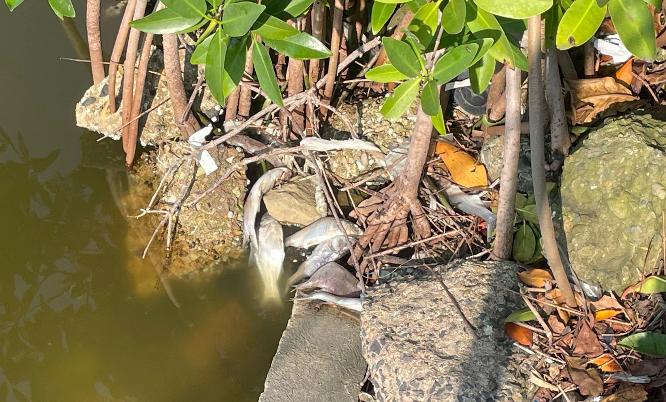 Mortandad de peces sobre la Laguna del Carpintero de Tampico