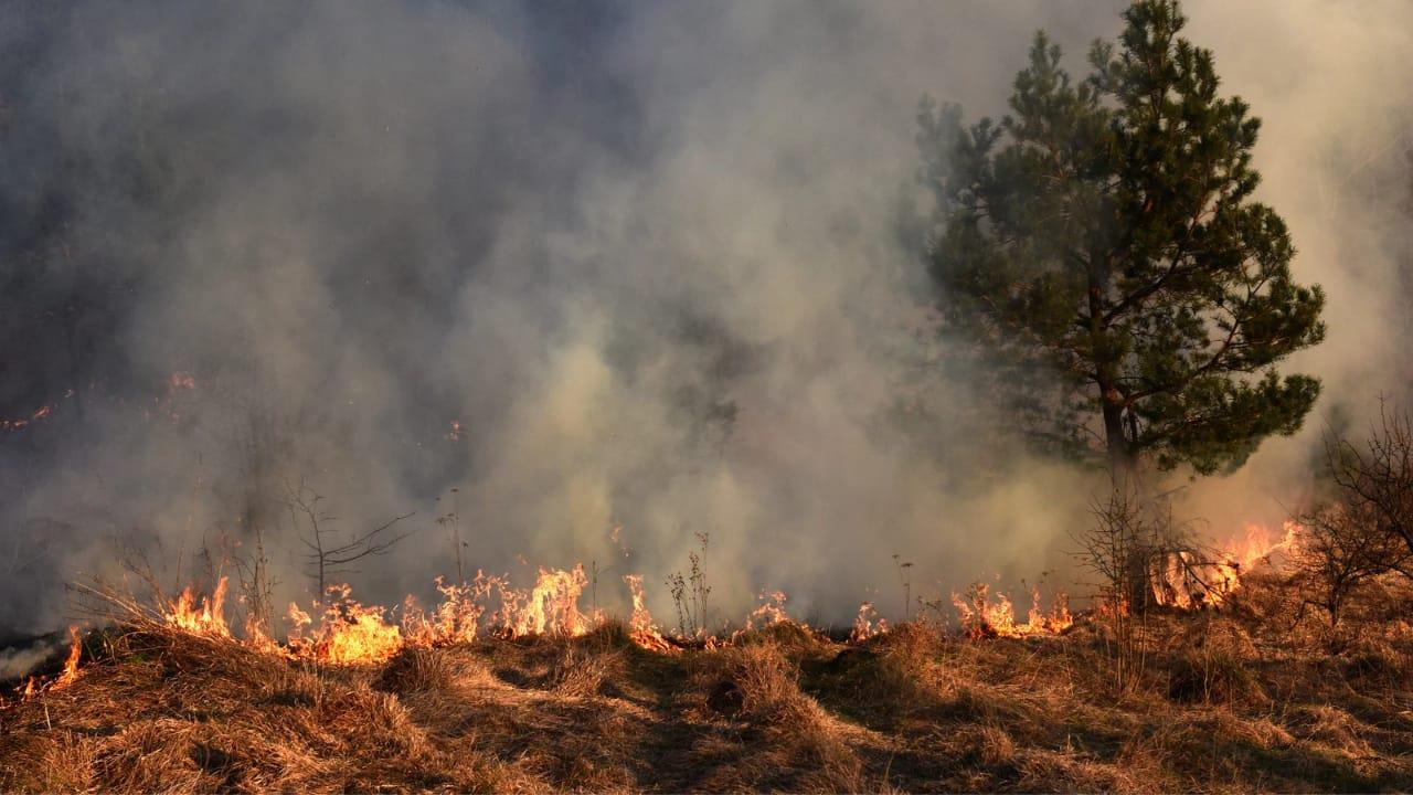 Ayuda a prevenir los incendios forestales | Foto: canva