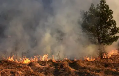 Medidas de prevención para evitar incendios forestales: Así puedes ayudar