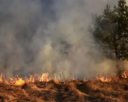 Medidas de prevención para evitar incendios forestales: Así puedes ayudar