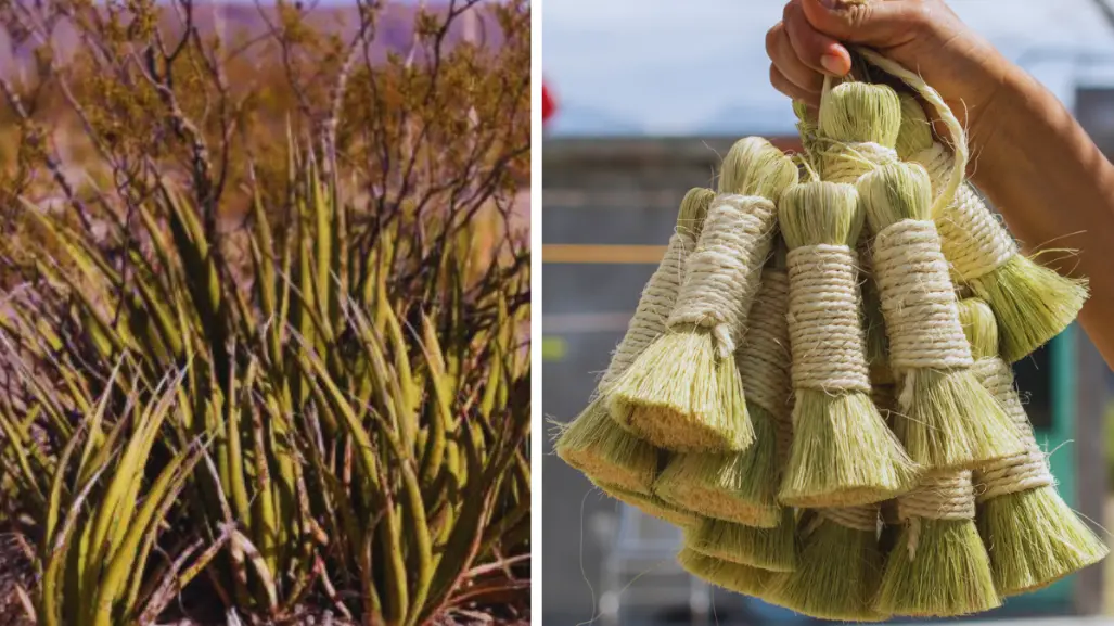 Lechuguilla en Coahuila, un recurso natural y de mil usos