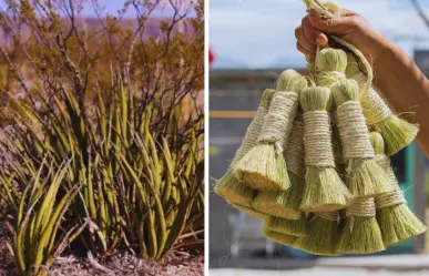 Lechuguilla en Coahuila, un recurso natural y de mil usos