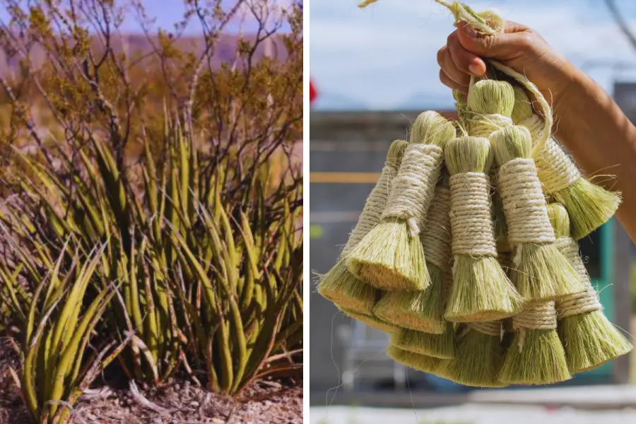 Lechuguilla en Coahuila, un recurso natural y de mil usos