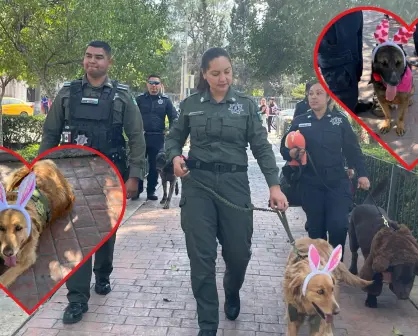 San Valentín en Saltillo: Perritos policía regalan peluches a ciudadanos 