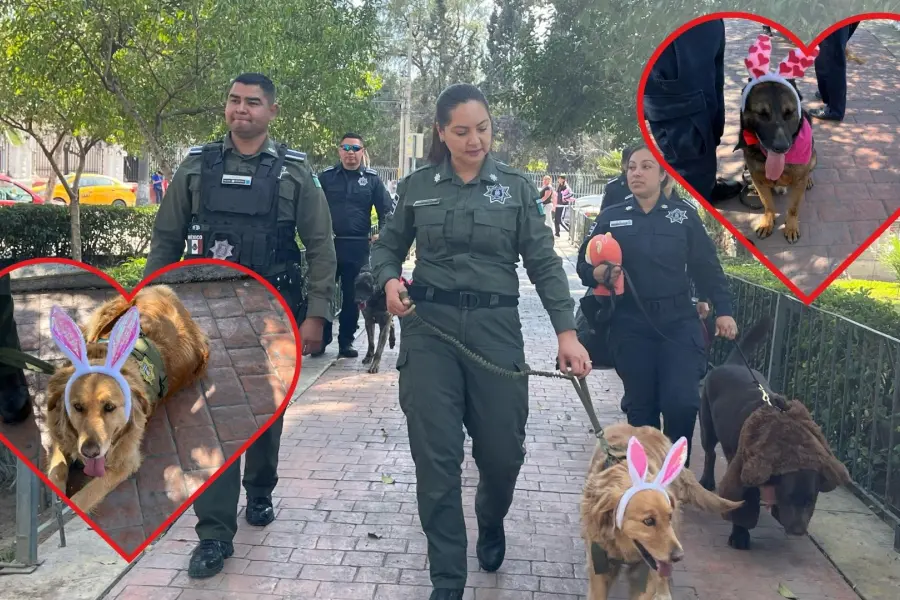 San Valentín en Saltillo: Perritos policía regalan peluches a ciudadanos 