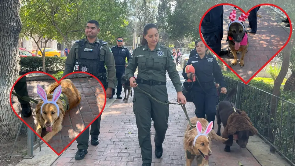 San Valentín en Saltillo: Perritos policía regalan peluches a ciudadanos 