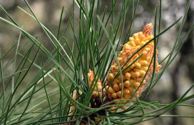 Conoce al Piño Piñonero, el árbol nativo de Coahuila que da piñones rosas