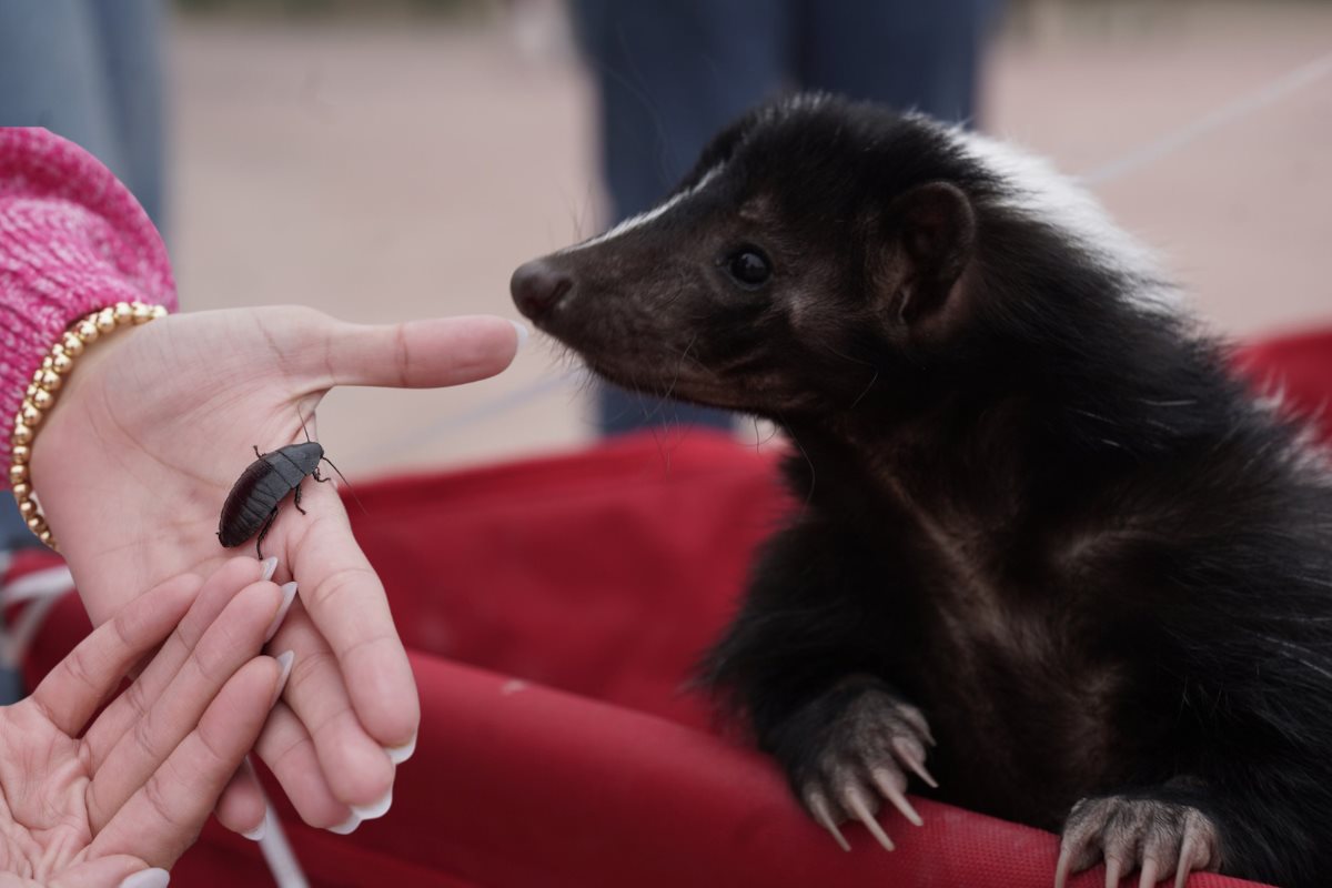 Valentín el zorro que ayudó a cerrar ciclos en el Zoológico de Nuevo Laredo | Foto: Perla Herrera