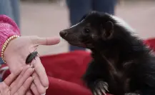 Valentín fue quien  ayudó a “cerrar ciclos con el cucaracho” en el Zoológico de Nuevo Laredo