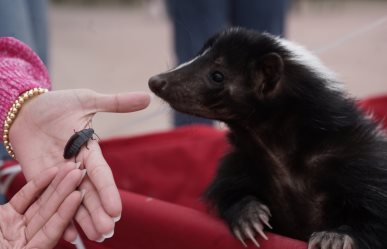 Valentín fue quien  ayudó a “cerrar ciclos con el cucaracho” en el Zoológico de Nuevo Laredo