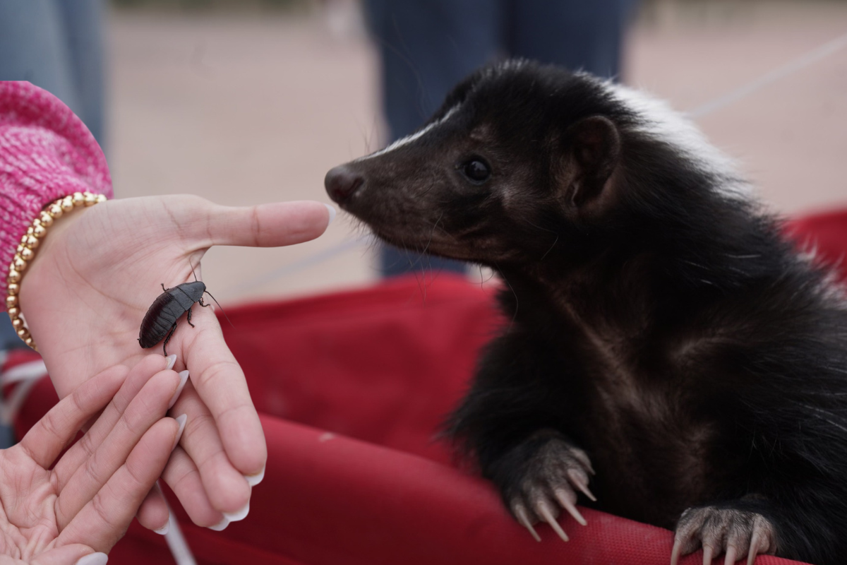 Valentín fue quien  ayudó a “cerrar ciclos con el cucaracho” en el Zoológico de Nuevo Laredo