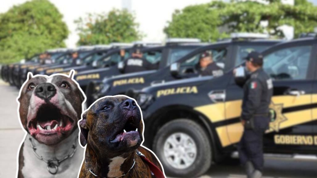 Perros pitbulls atacan a abuelita de 70 años en Progreso