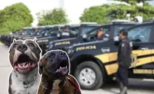 Perros pitbulls atacan a abuelita de 70 años en Progreso