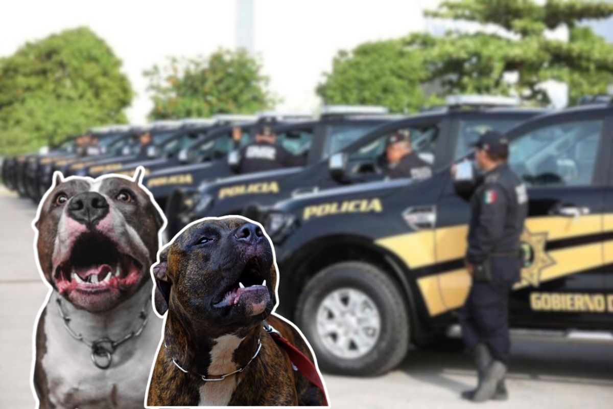 Perros pitbulls atacan a abuelita de 70 años en Progreso