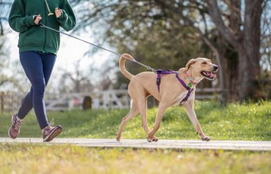 Asiste a la carrera Amar es adoptar con tu perrito en el Bosque de Aragón