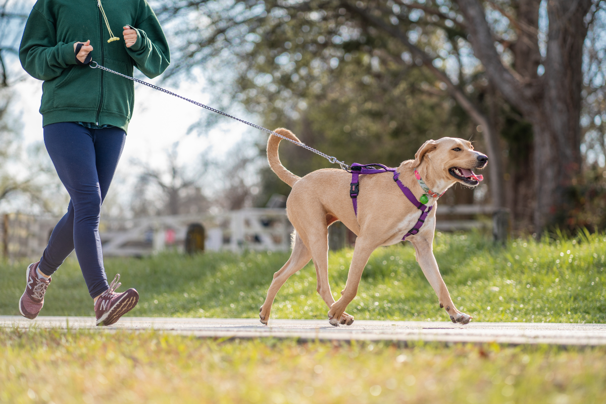 Asiste a la carrera Amar es adoptar con tu perrito en el Bosque de Aragón