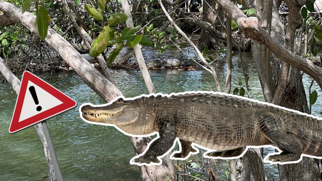 Balneario de Río Lagartos cierra por presencia de tres cocodrilos