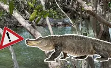 Balneario de Río Lagartos cierra por presencia de tres cocodrilos