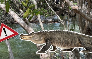 Balneario de Río Lagartos cierra por presencia de tres cocodrilos