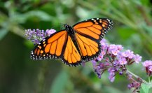 Conoce 4 santuarios de la Mariposa Monarca cerca de CDMX