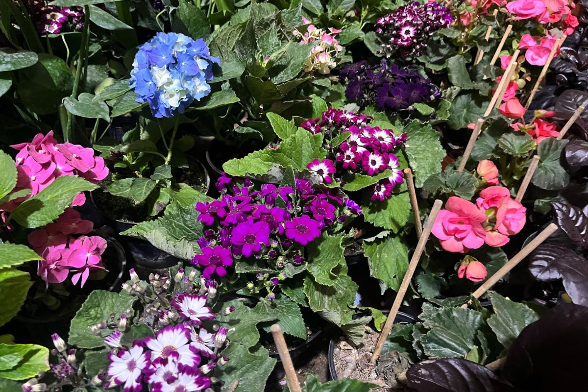 Desde frutas y verduras, hasta flores o hierbas aromáticas son la gran variedad que se podrá sembrar en macetas o en el jardín. 