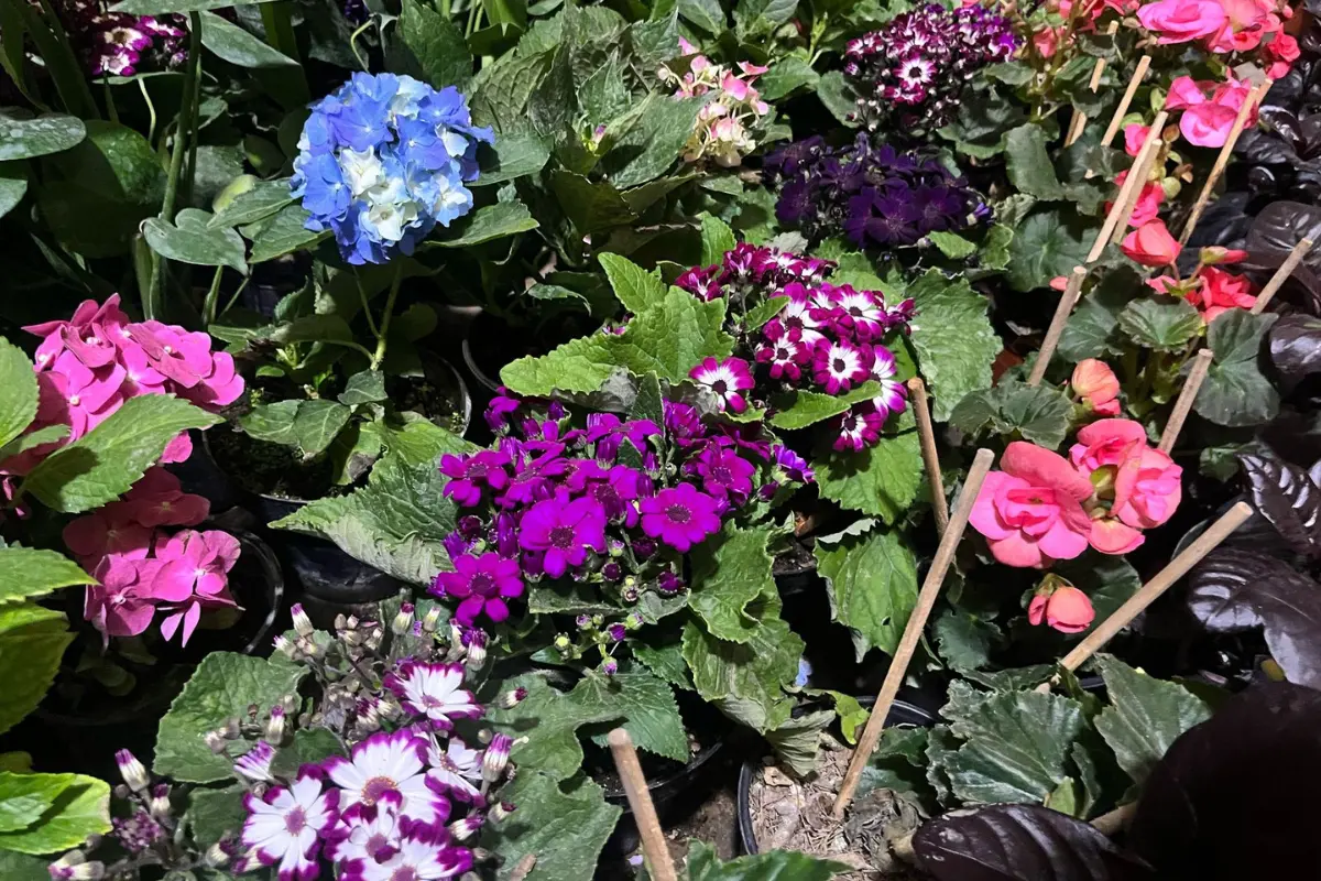 Desde frutas y verduras, hasta flores o hierbas aromáticas son la gran variedad que se podrá sembrar en macetas o en el jardín.