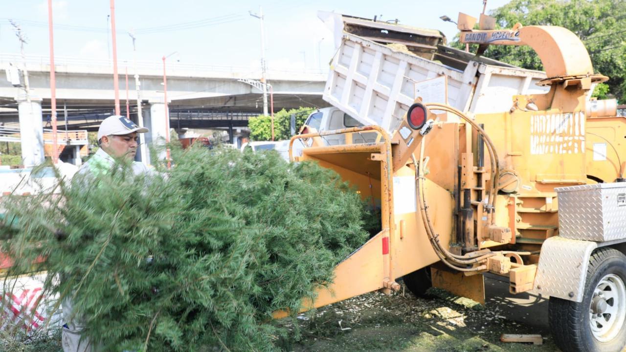 Últimos días para reciclar tu árbol de Navidad en Toluca. Foto: @A_VCarranza