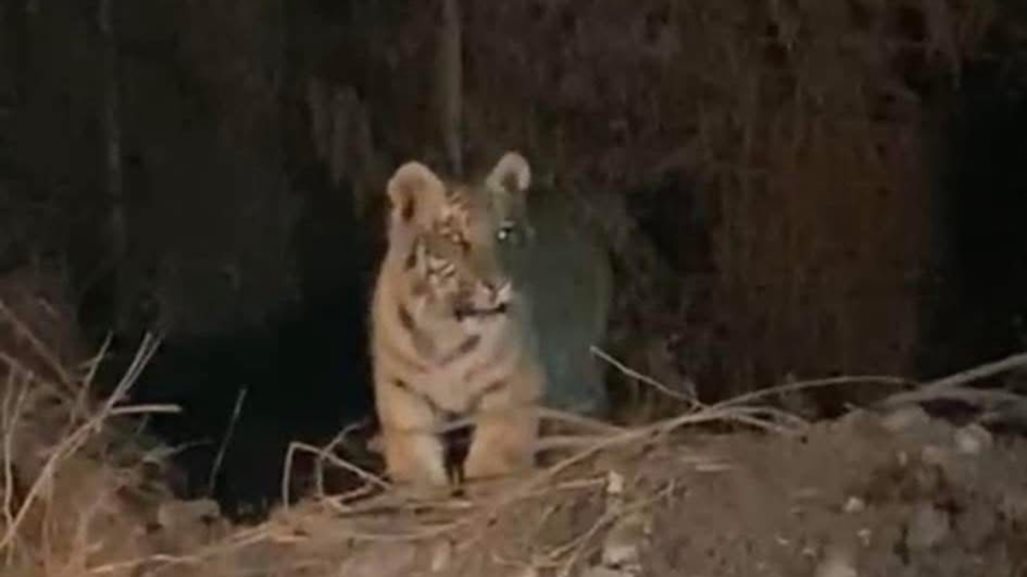 Advierten sobre avistamiento de tigre cachorro en Escobedo