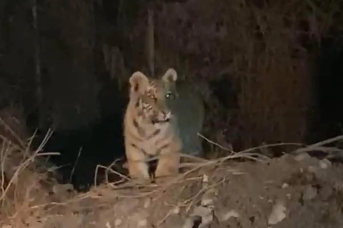 Tigre cachorro en los límites de Escobedo y El Carmen Foto: Dirección de Protección y Bienestar Animal Escobedo