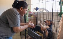 DIF Salinas Victoria ofrece esterilización gratuita de mascotas