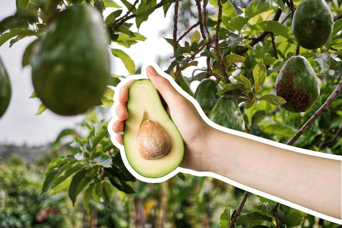 Aguacate criollo el fruto emblemático en Parras de la Fuente / Foto: Canva