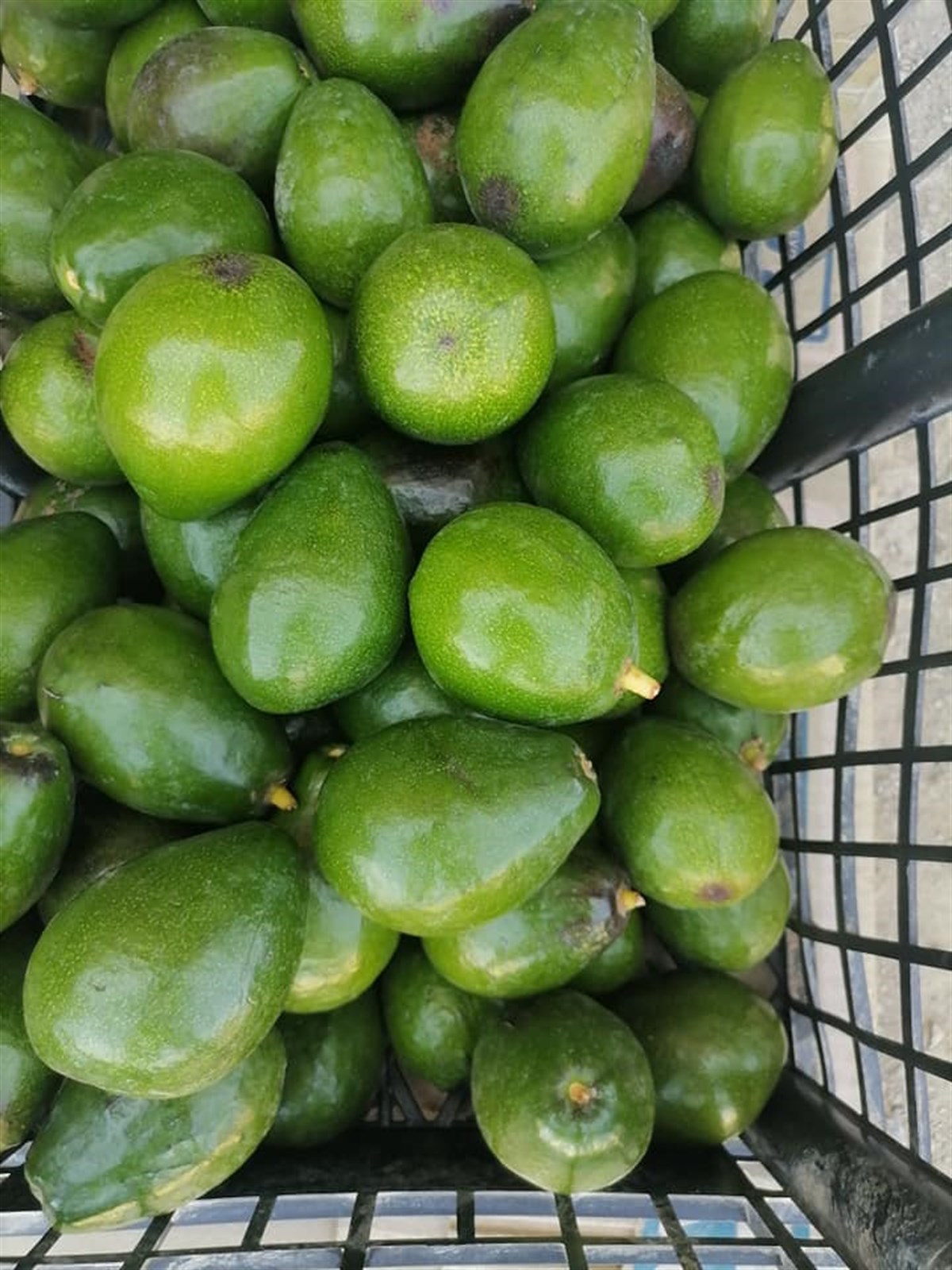 Aguacates en Parras de la Fuente / Foto: Alejandro Martinez