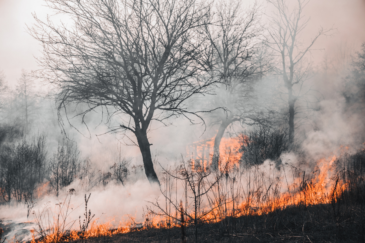 Evitar encender fogatas en áreas rurales o con vegetación seca, ya que las condiciones ventosas pueden favorecer la propagación de incendios.  Foto: CANVA