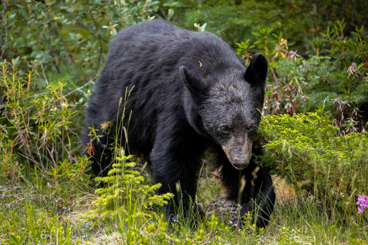 Este oso habita una superficie que va desde Canadá y Alaska hasta sus áreas más meridionales en las mesetas del centro de México, en la Sierra de Querétaro, Guanajuato y el Estado de Hidalgo. Foto: CANVA