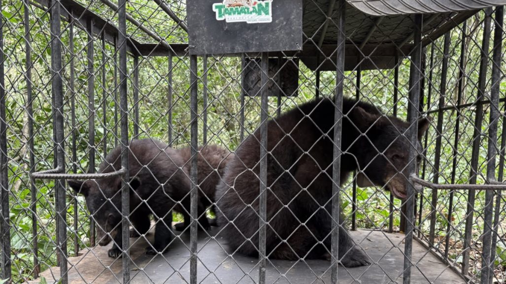 Familia de osos negros volvió a su hábitat luego de rehabilitarse en Zoológico