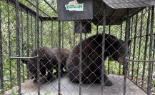 Familia de osos negros volvió a su hábitat luego de rehabilitarse en Zoológico