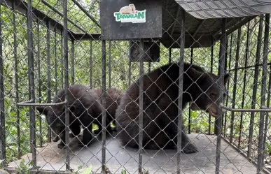 Familia de osos negros volvió a su hábitat luego de rehabilitarse en Zoológico
