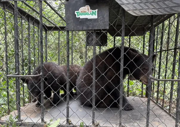 Familia de osos negros volvió a su hábitat luego de rehabilitarse en Zoológico